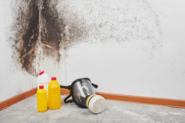 Best Professional Mold Removal  in Skidmore, TX