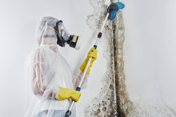 Best Fast Mold Removal  in Skidmore, TX