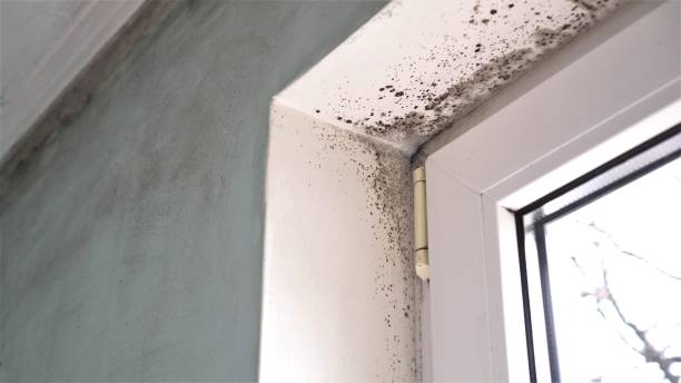 Best Mold Inspection  in Skidmore, TX