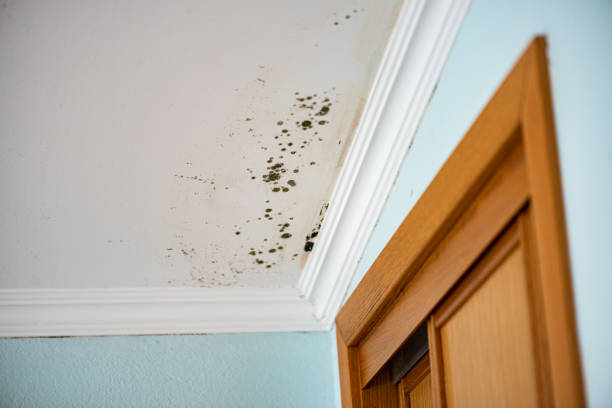 Best Residential Mold Removal  in Skidmore, TX