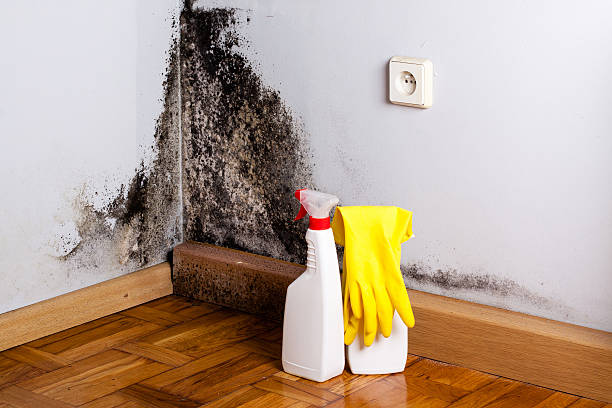 Best Certified Mold Removal  in Skidmore, TX