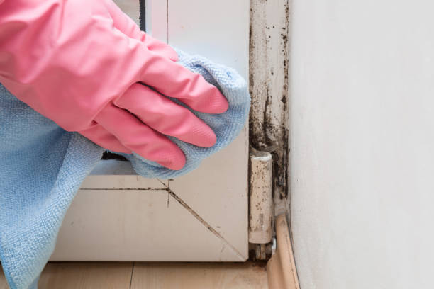 Best Mold Remediation Experts  in Skidmore, TX